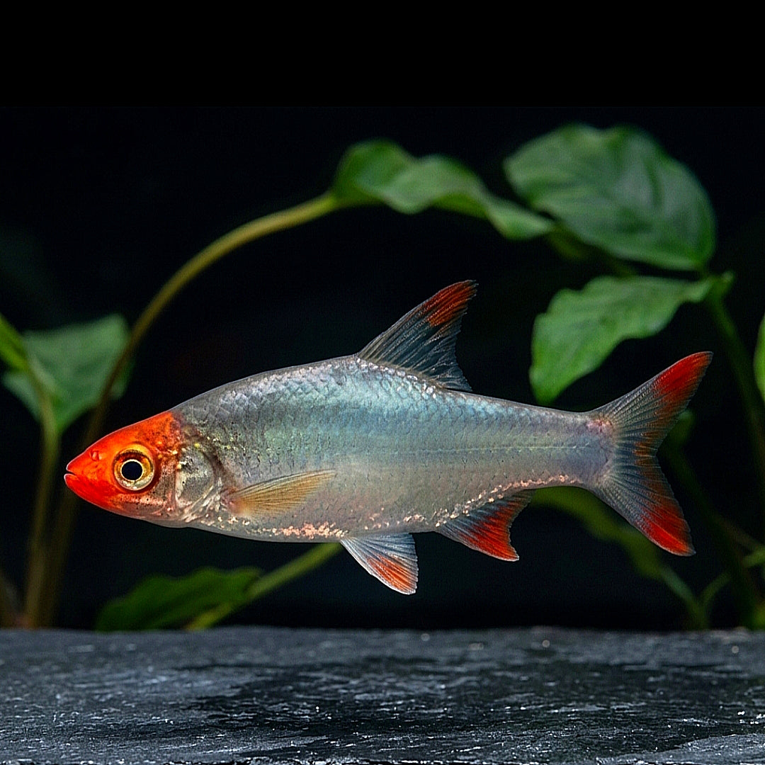 Nacktlaube (Sawbwa resplendens)