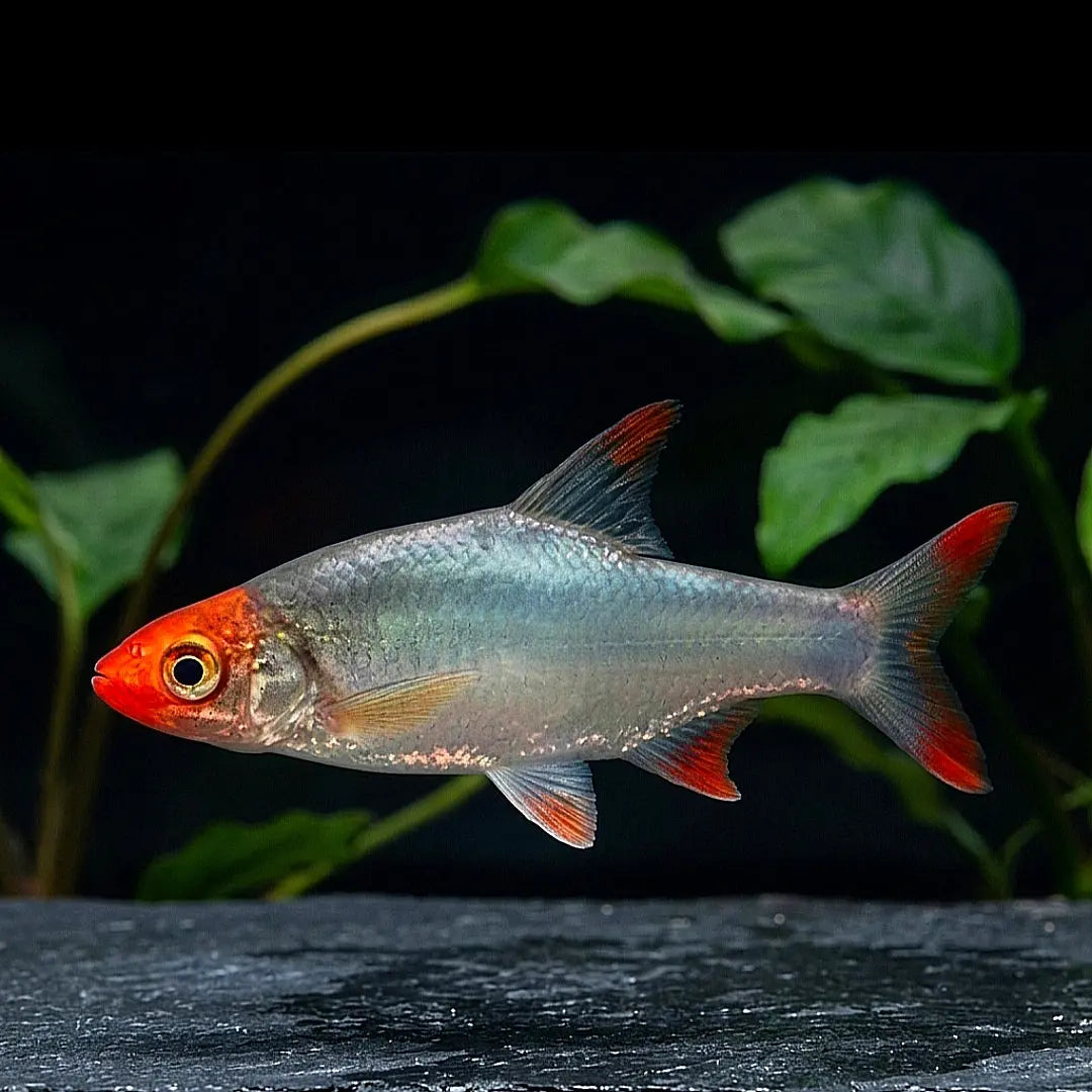Nacktlaube (Sawbwa resplendens) AquaTimo