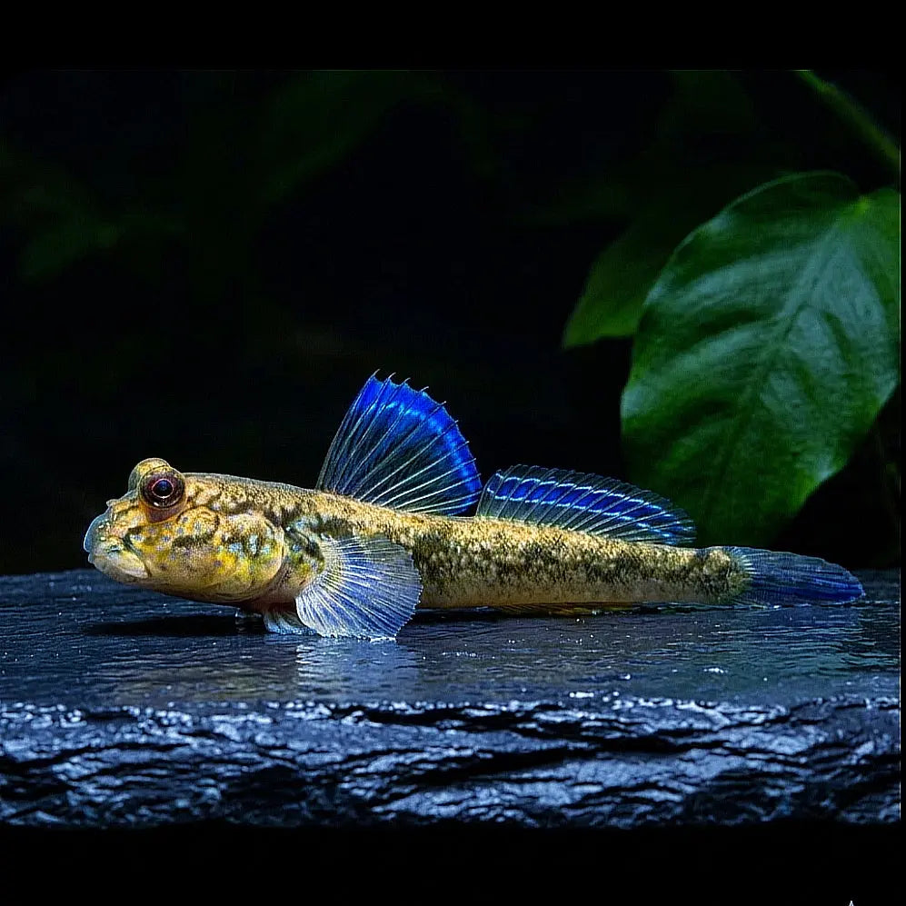 Afrikanischer Schlammspringer – Periophthalmus barbarus AquaTimo