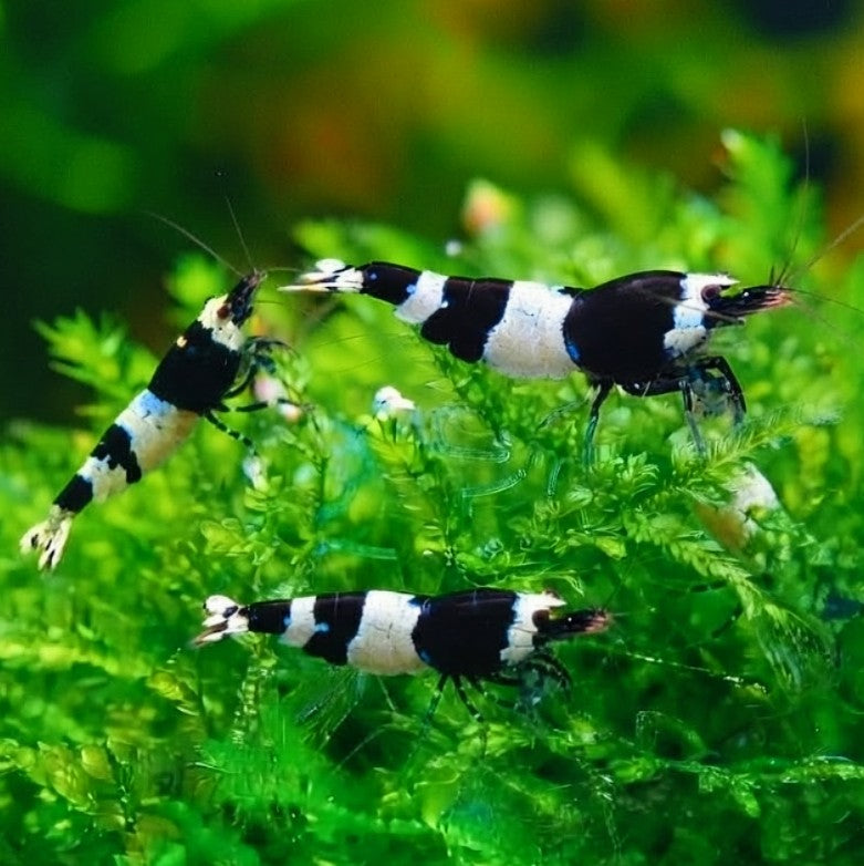 Caridina logemanni - Zwerggarnele 🐼 "Black Bee" K2-K4