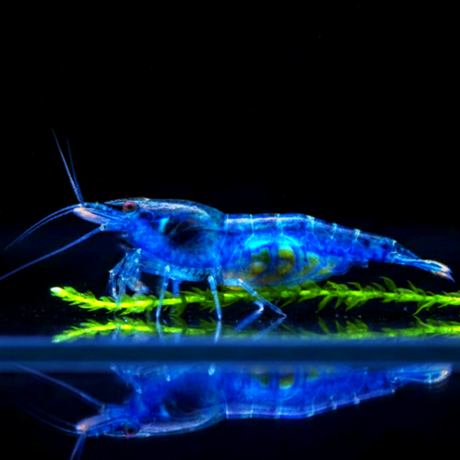 Neocaridina davidi - Blue Dream Garnele
