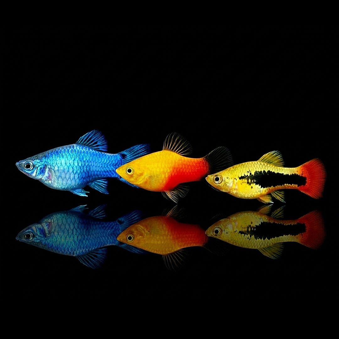 Platy Mix aus Liebevoller aufzucht