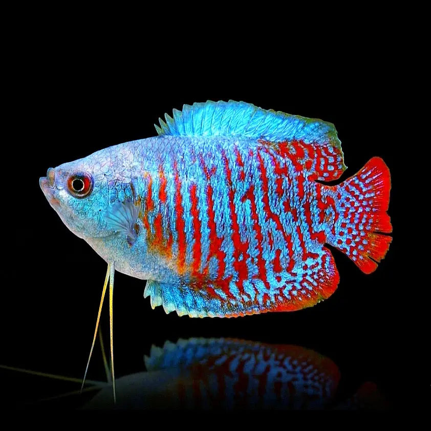 Colisa lalia 💙❤️(Zwergfadenfisch) Fadenfisch AquaTimo