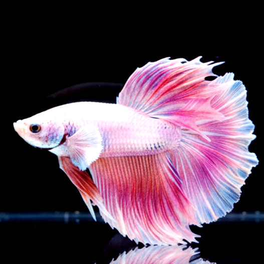 Kampffisch Betta splendens – Halfmoon Pink