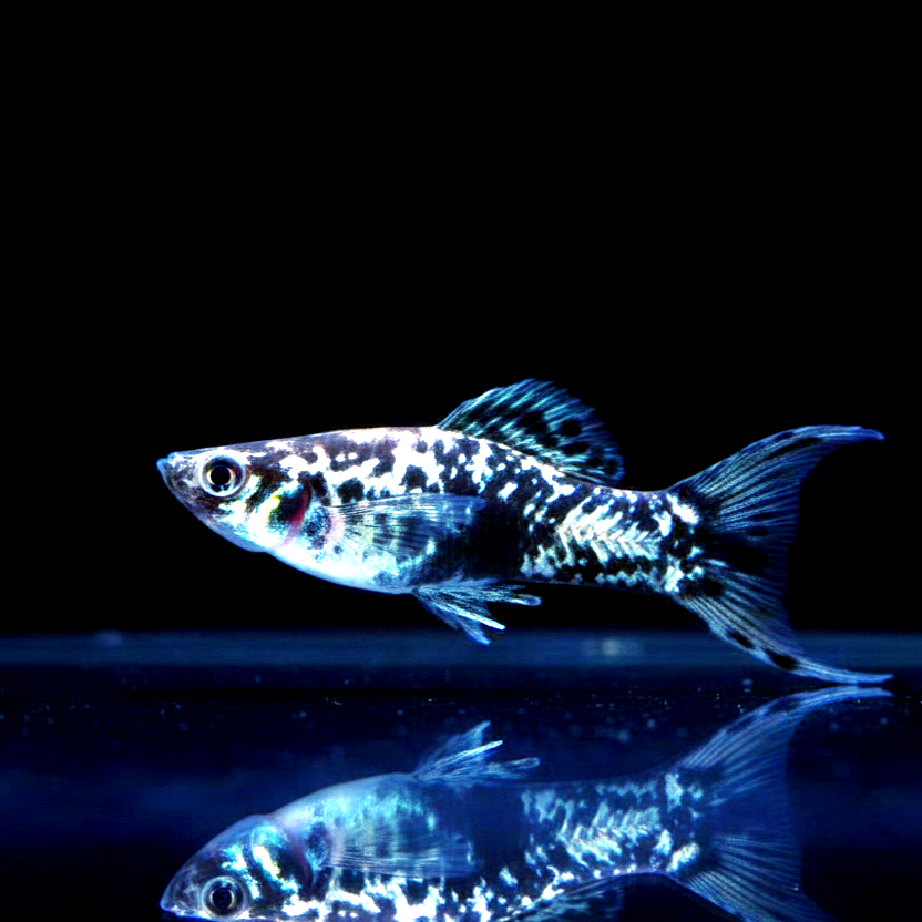 Molly Dalmatinermolly – Schwarz-weißes Farbspiel mit Charakter