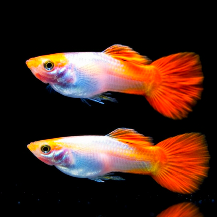 Hochzucht Guppy - Koi