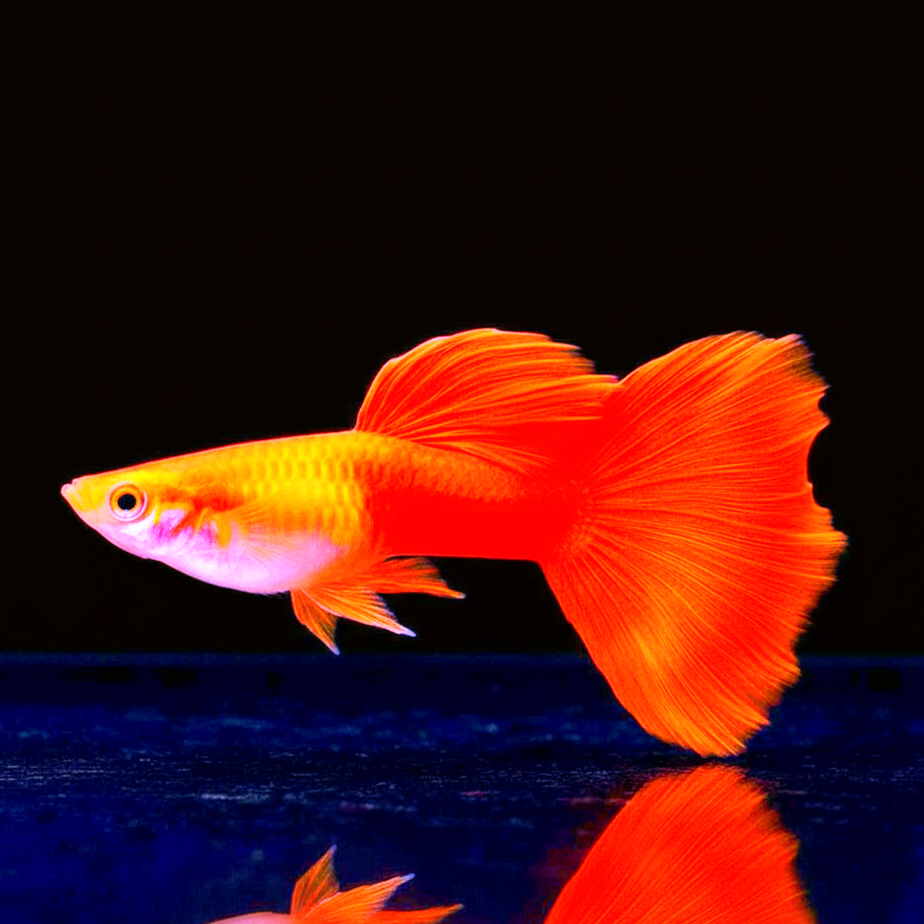 Hochzucht Guppy - Full Red