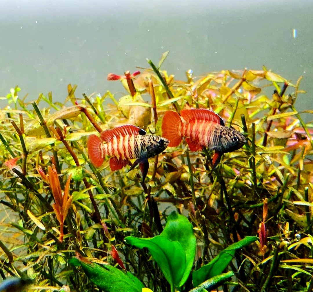 Zwergblaubarsch - "Black Tiger" Dario tigris