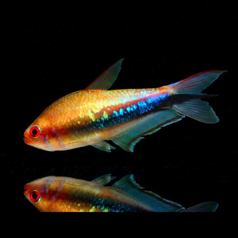 Nematobrycon lacortei – Der Regenbogenkaiserfisch für dein Aquarium