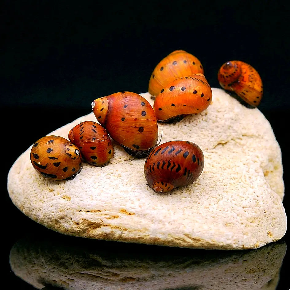 Neritina (Vittina) semiconica - 🧡 Orange Track Rennschnecke AquaTimo