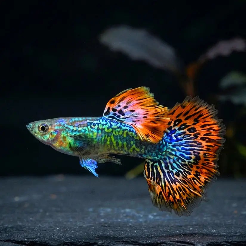 Hochzucht Guppy - ❤️ Red Dragon AquaTimo