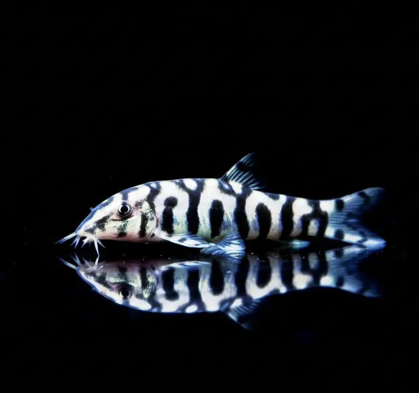 Netzschmerle - 🤍🖤 Botia lohachata AquaTimo