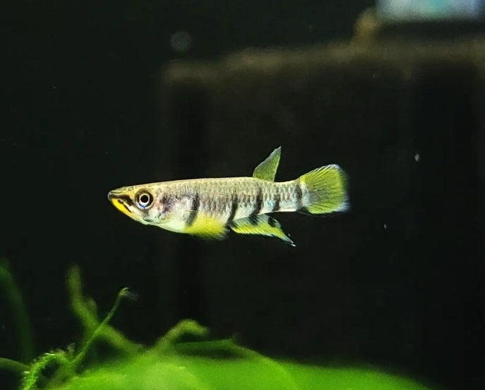 Querbandhechtling – Epiplatys dageti dageti 🐟🌿
