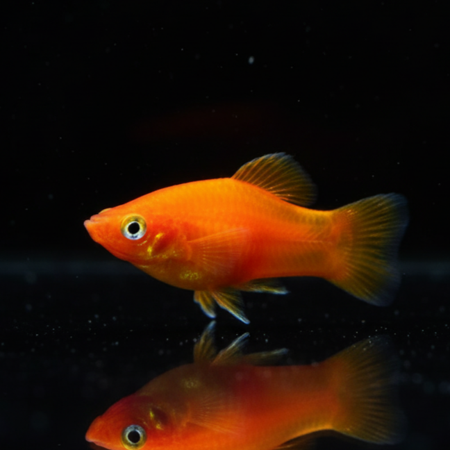 Platy Mickey Mouse Neon Rot – Leuchtender Farbakzent mit Kultmuster