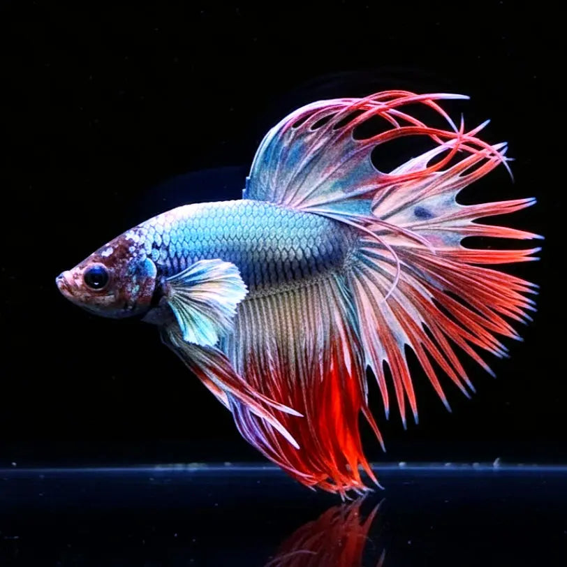 Betta splendens "Crowntail Mix" – Kampffisch mit auffälliger Strahlenflosse in verschiedenen Farbvarianten AquaTimo