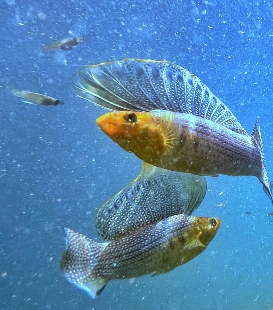 Segelkärpfling – Poecilia velifera ⛵🐠