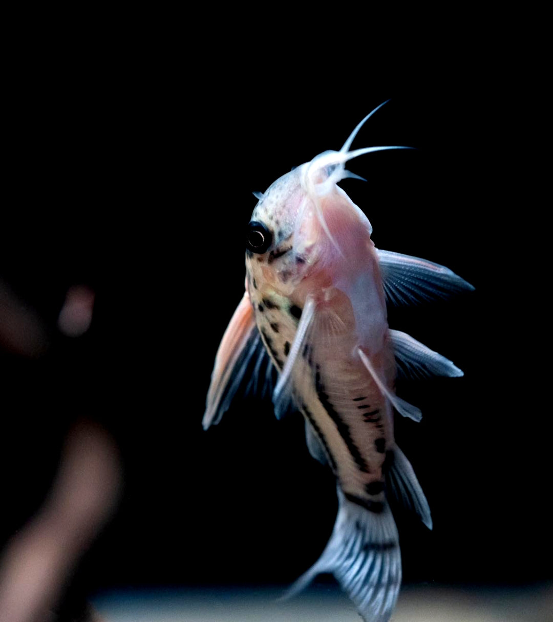 Superschwartzii CW28 - XXL Highfin