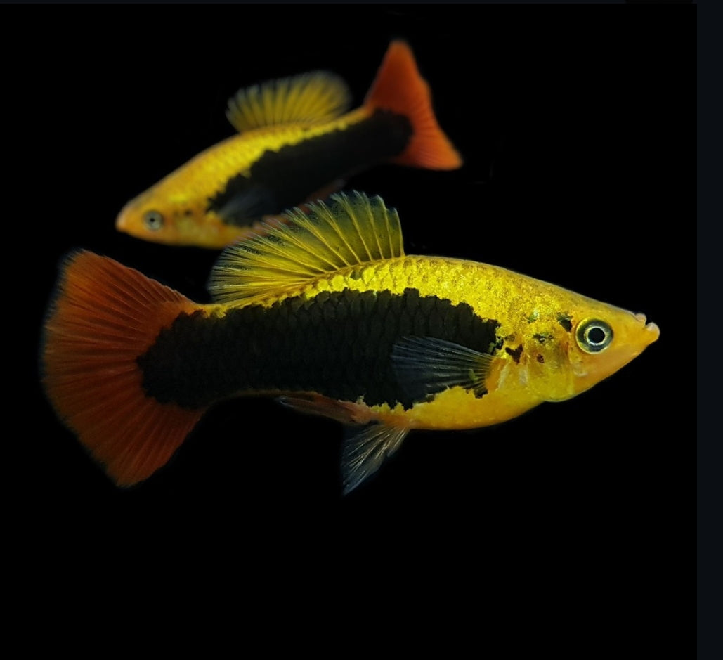 Hawaiiplaty – Exotischer Farbtraum für dein Aquarium
