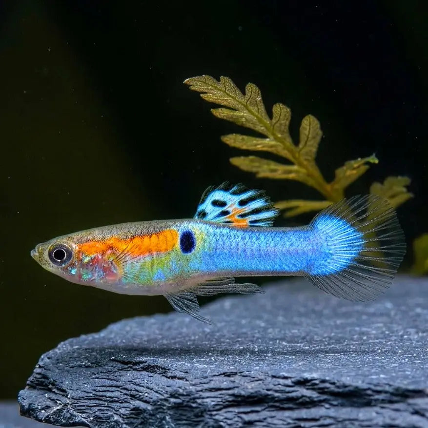 Guppy Endler Blue Star AquaTimo