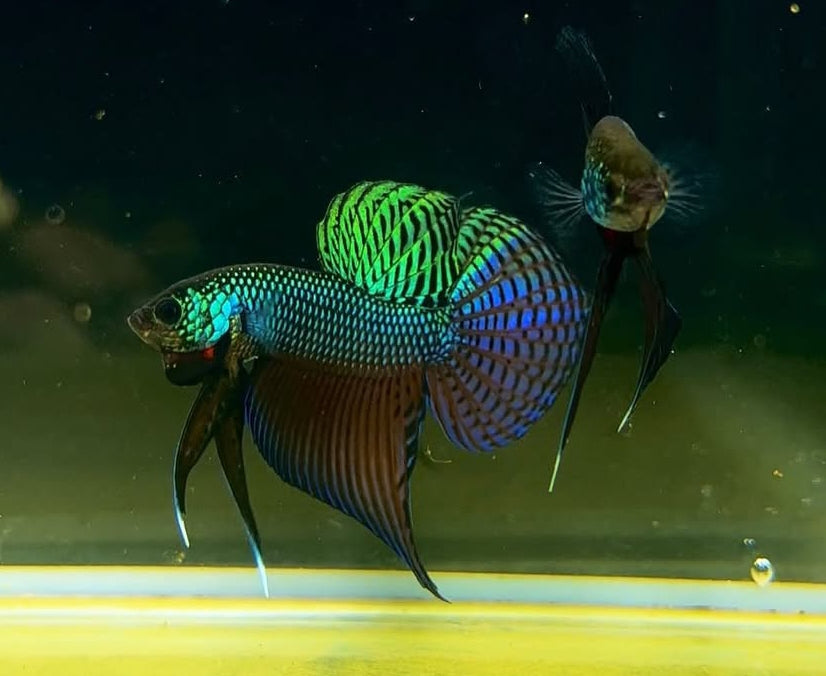 Smaragd-Kampffisch – Betta smaragdina 🐟💚