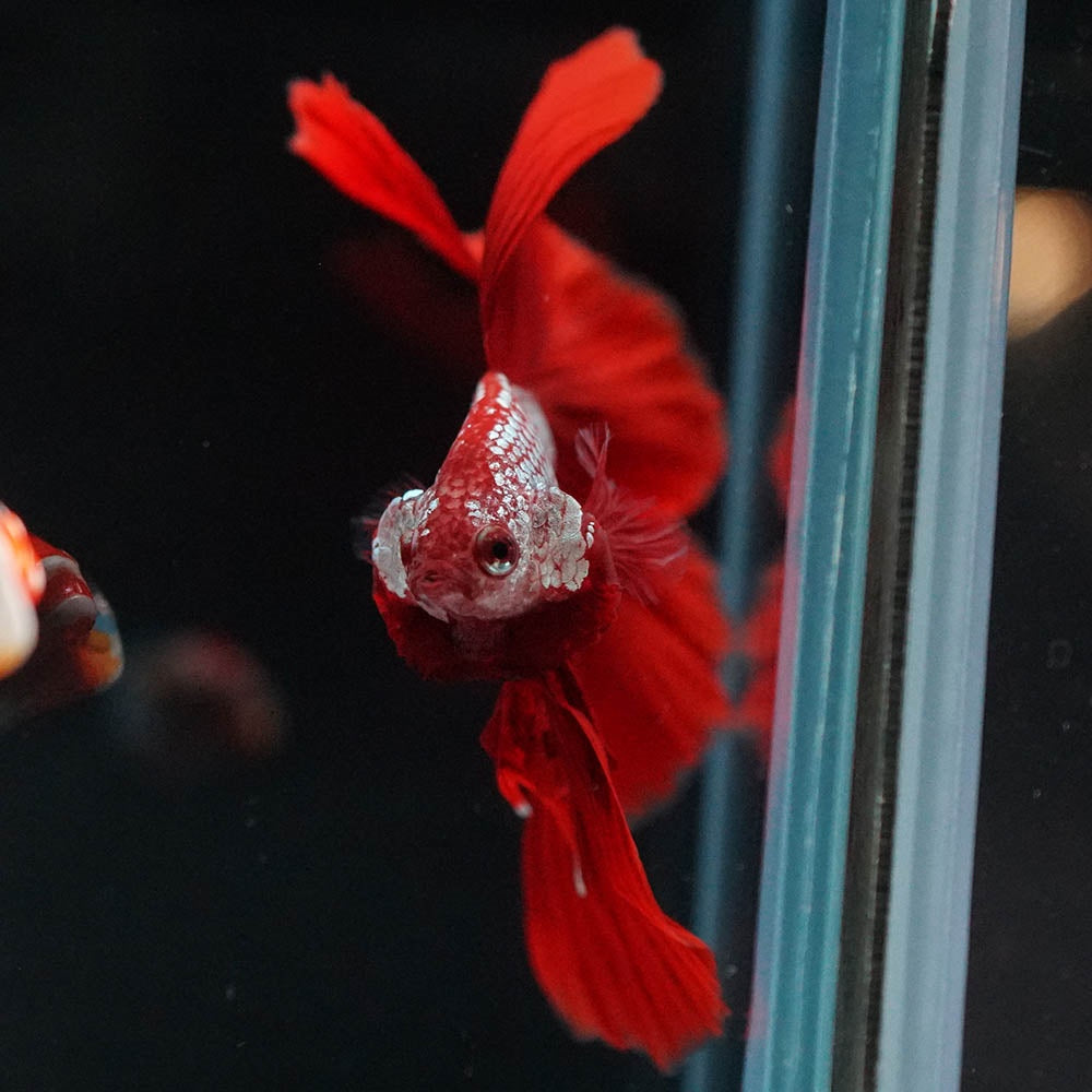 Betta splendens "Halfmoon Fancy Red" – Farbenfroher Kampffisch mit spektakulärer Musterung
