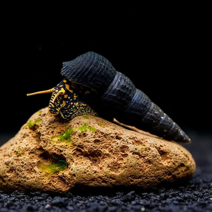 Tylomelania cf. Toradjarum - 💛🖤Yellow Spot AquaTimo