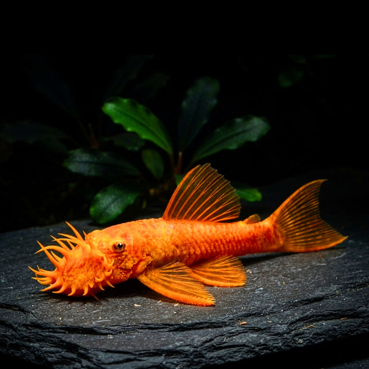L016 Antennenwels Ancistrus sp. red - ❤️ Super Red
