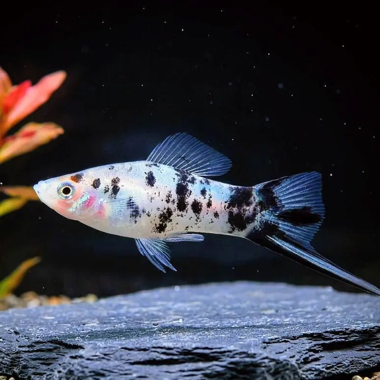 Schwertträger - 💙❤️🧡💛 Wundertüte MIX AquaTimo