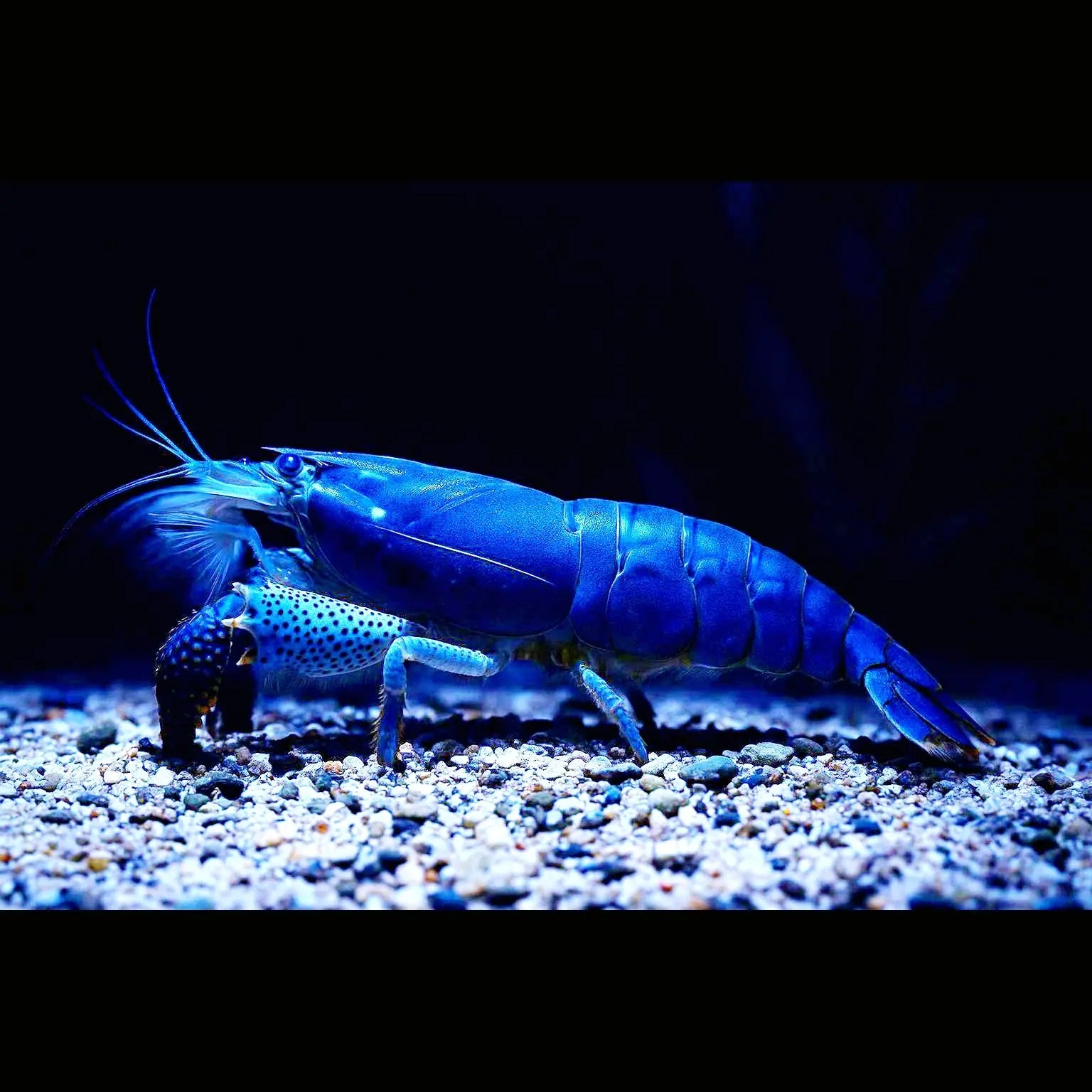 Blaue GabunfĂ€cherhandgarnele - đ MonsterfĂ€chergarnele - Atya gabonensis AquaTimo