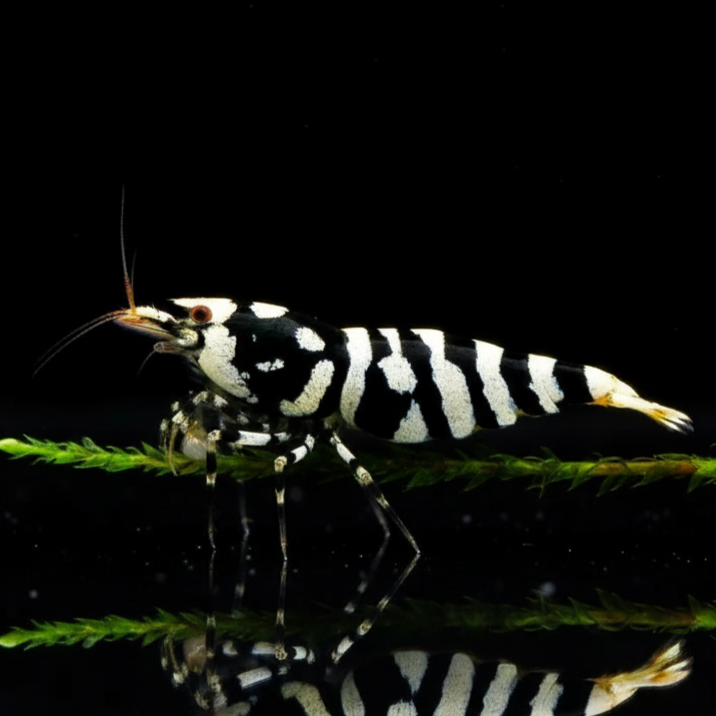 Caridina logemanni - Zwerggarnele „Galaxy Black“