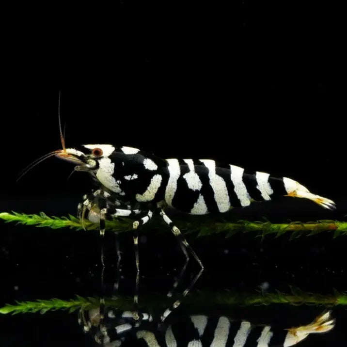 Caridina logemanni - Zwerggarnele „Galaxy Black“ AquaTimo