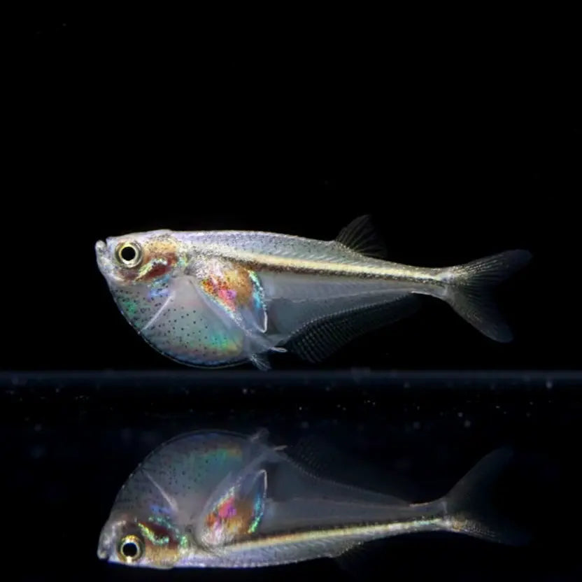 Glasbeilbauchsalmler – Carnegiella myersi AquaTimo