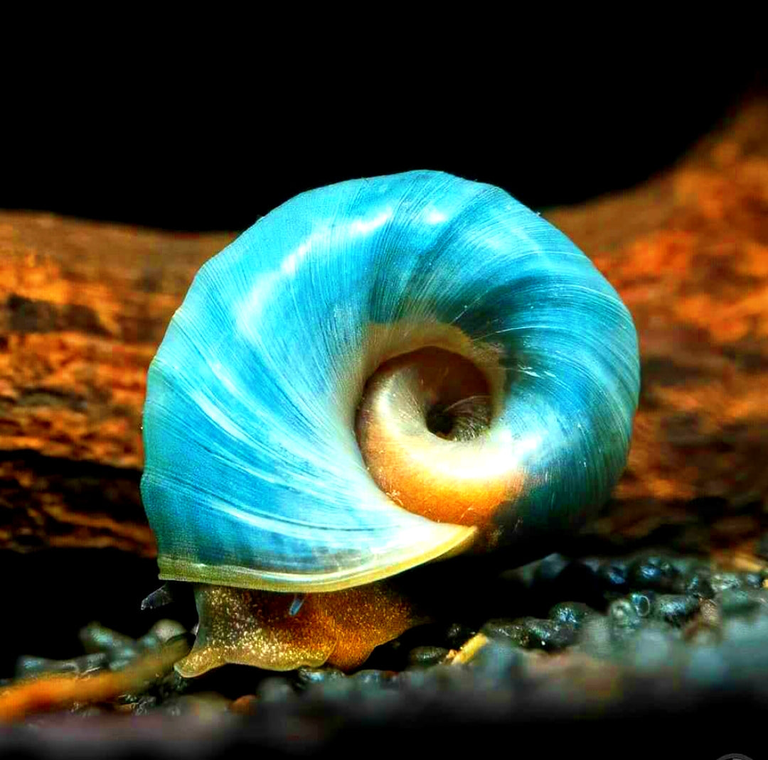 Posthorn Schnecke "Blau" - PHS