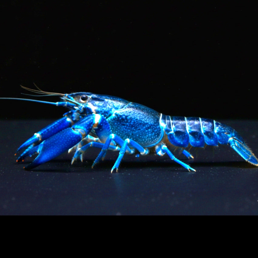 Cherax pulcher "Amethyst Blue" – Ein funkelndes Juwel für Ihr Aquarium!