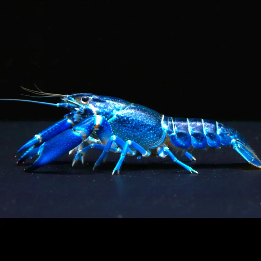 Cherax pulcher „Amethyst Blue“ 🦞💎💙 AquaTimo
