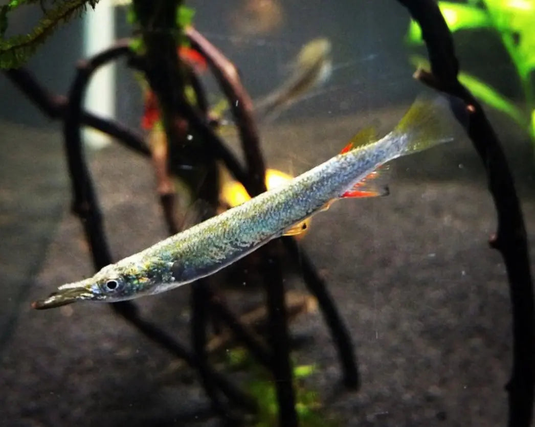Halbschnabelhechtling "Silver" – Dermogenys pusilla 🐟✨ AquaTimo
