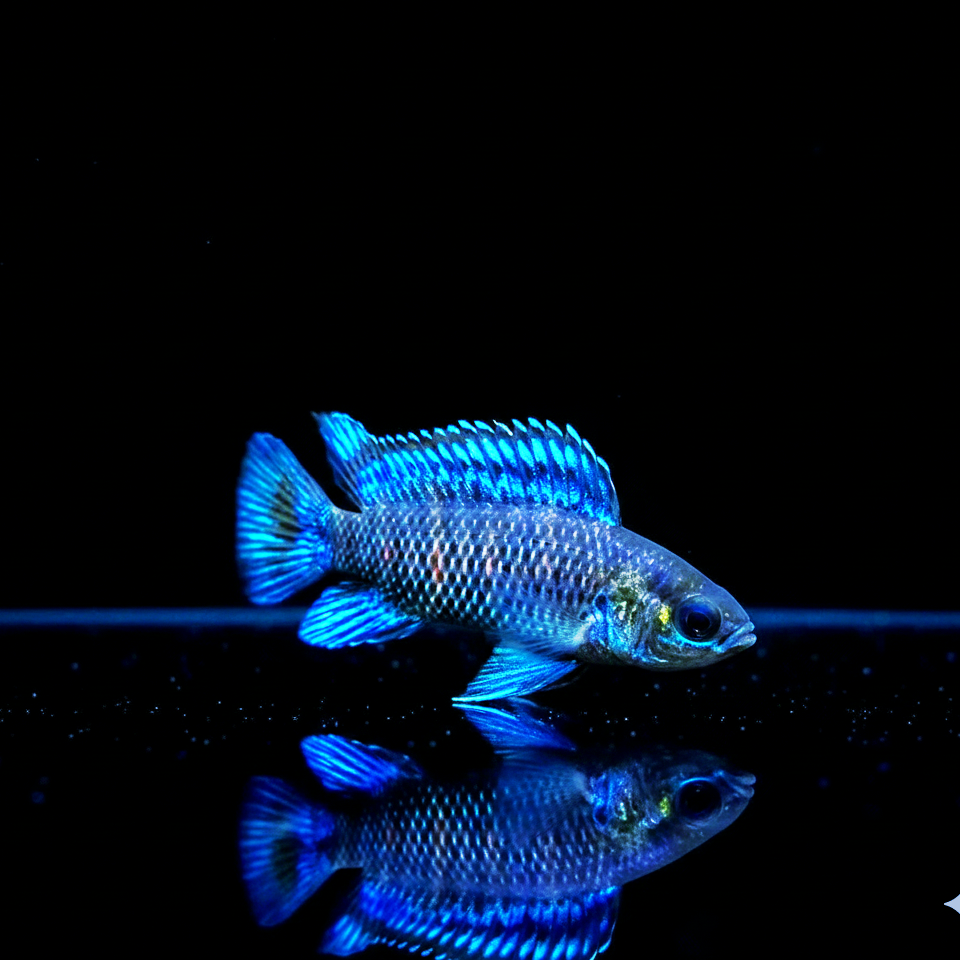 Blaubarsch - Badis badis Zwergbuntbarsch