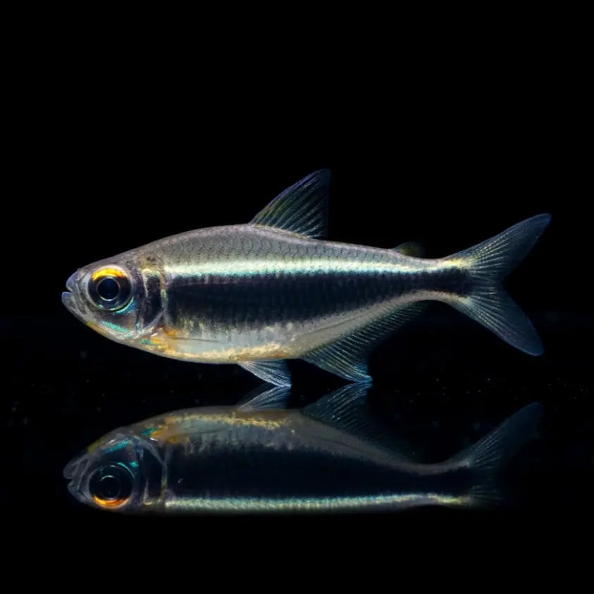 Leuchtaugen-Moenkhausia – Moenkhausia heikoi AquaTimo