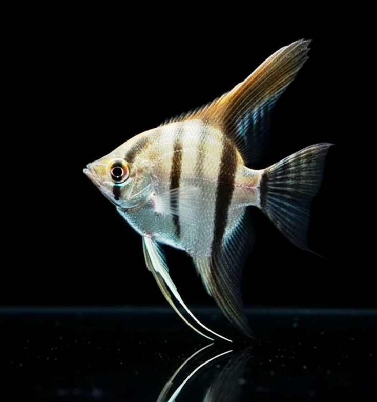 Hoher Skalar – Pterophyllum Altum 🐠✨