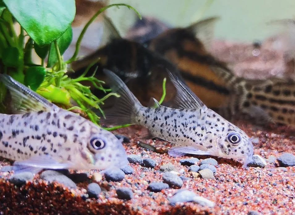 Loreto Panzerwels – Hoplisoma (Corydoras) loretoensis 🐟🌿