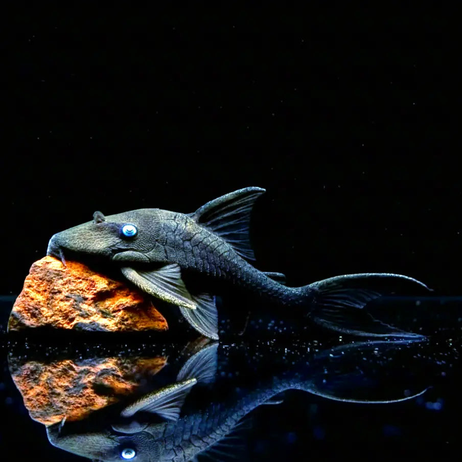 Blauaugen-Harnischwels – Panaque suttoni (Panaque suttonorum) 💙🐟 ca. 12-15 cm AquaTimo