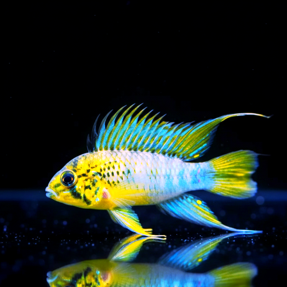 Apistogramma sp. “Amaya” – Seltener Zwergbuntbarsch aus Südamerika