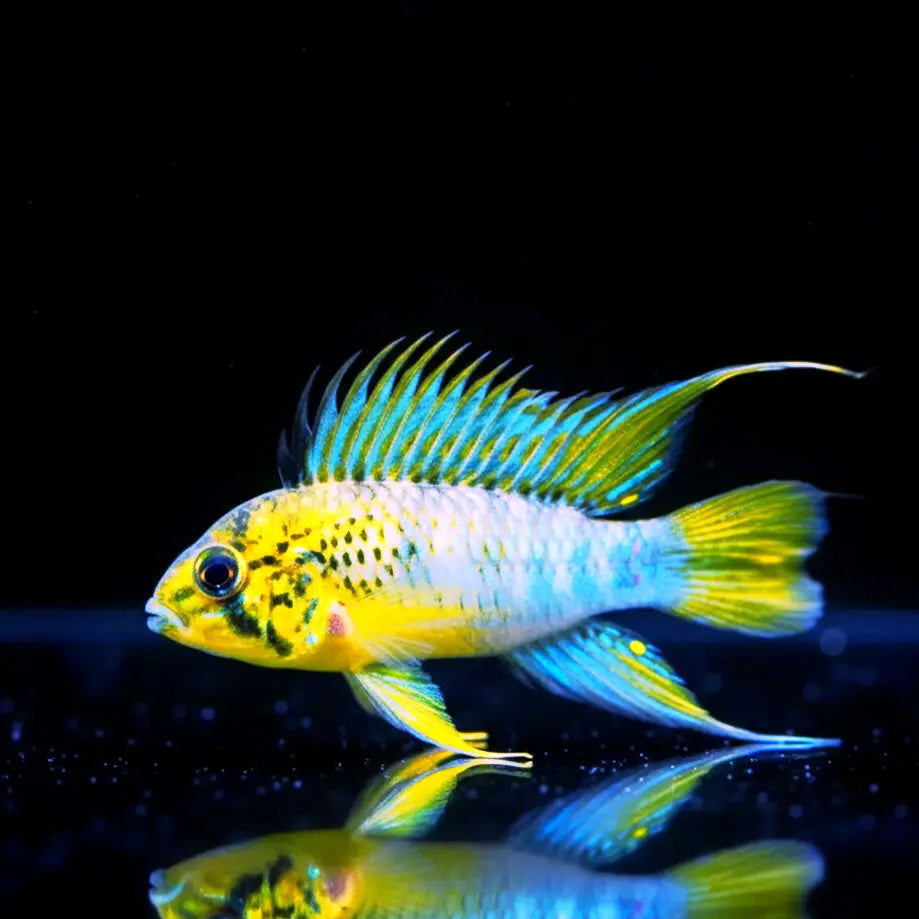 Apistogramma sp. “Amaya” – Seltener Zwergbuntbarsch aus Südamerika AquaTimo