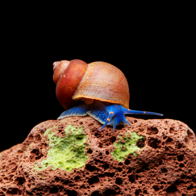 Notopala sp. - Blue Berry Snail