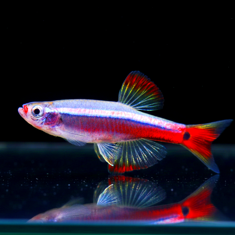 Kardinalfisch – tanichthys albonubes 🐟❄️