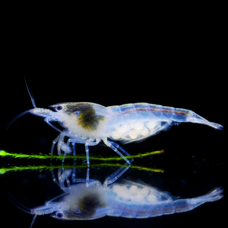 Neocaridina davidi - White Pearl Garnelen