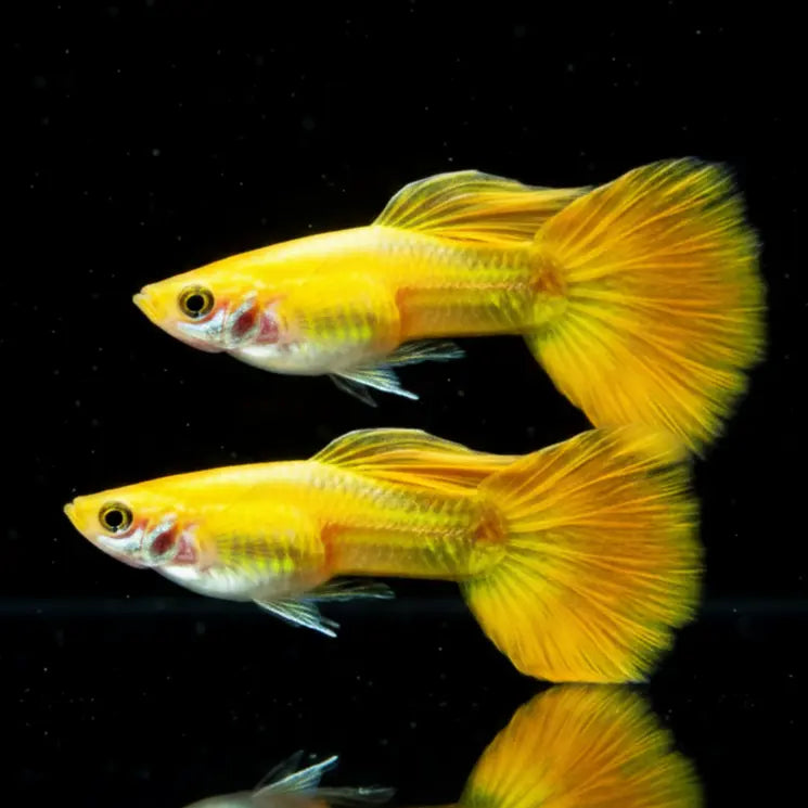 Hochzucht Guppy - 💛 Full Gold AquaTimo