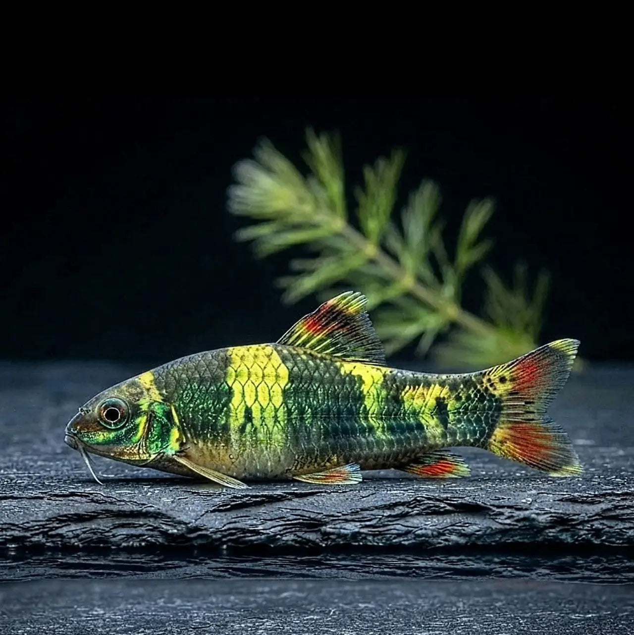 Prachtalgenfresser – 💚 Panda Saugbarbe (Garra flavatra) AquaTimo