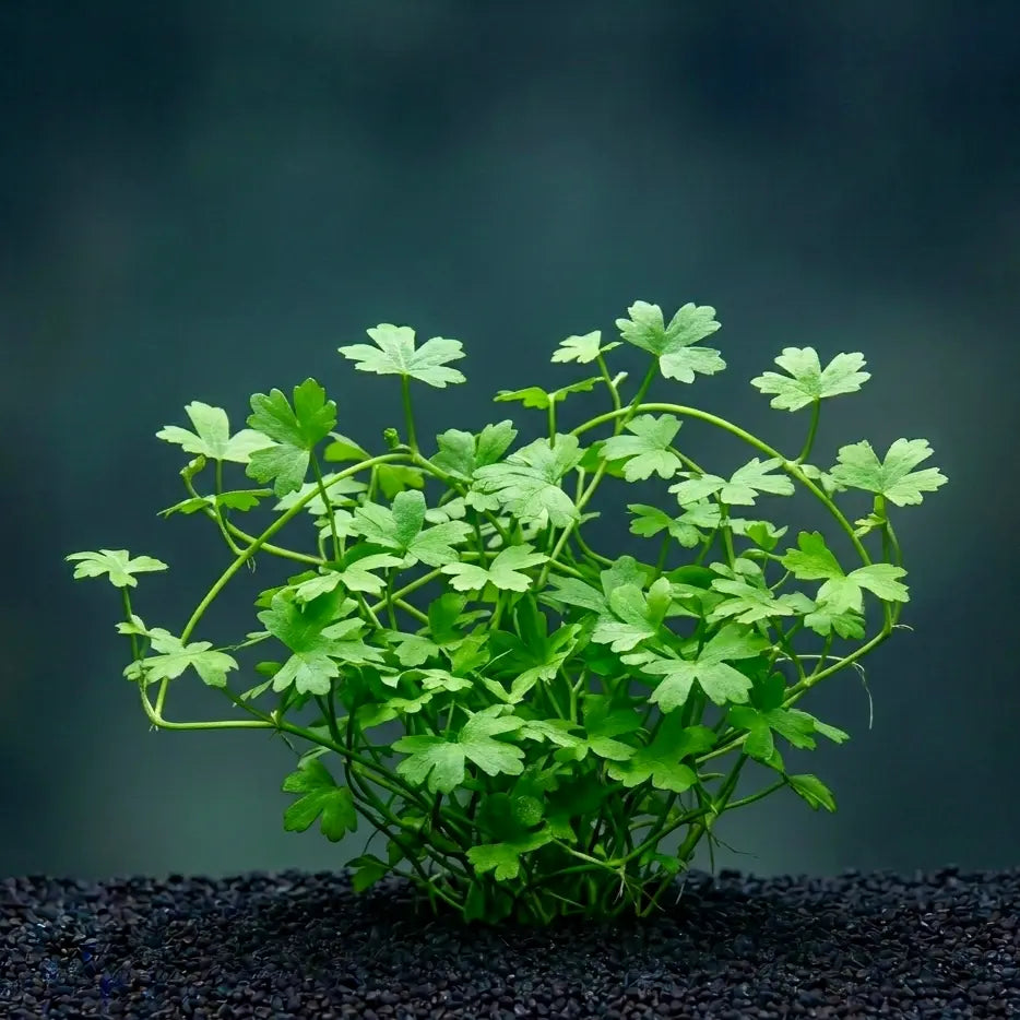 Hydrocotyle tripartita / Dennerle-Plants AquaTimo