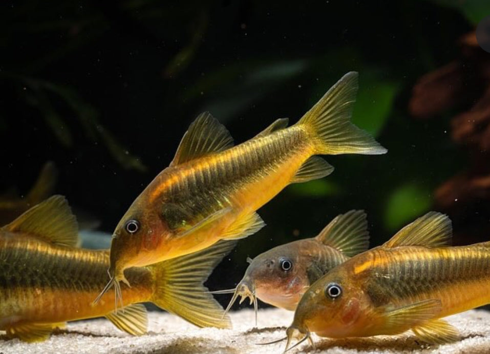 Metallpanzerwels „Gold Stripe“ – Corydoras aeneus var. „gold stripe“ ✨🐟 CW010